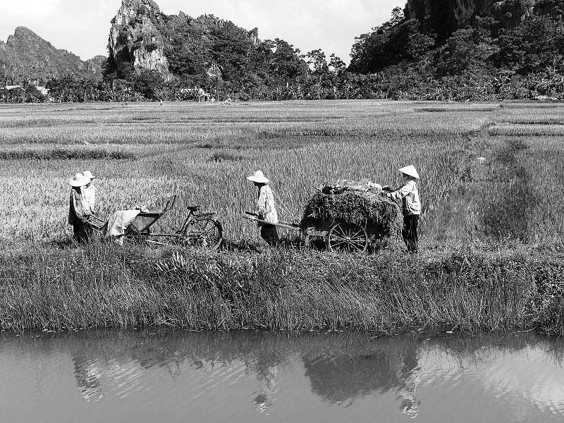 lithoral : rizière baie d'Halong